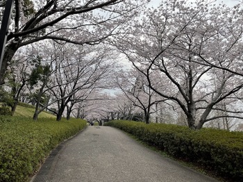 桜並木道　於大公園